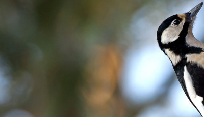 What Is the Best Siding that Will Protect Against Woodpecker Damage?